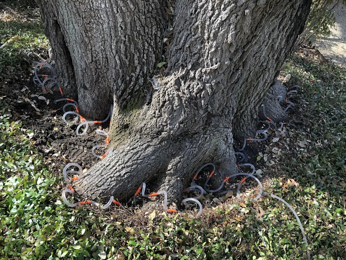 Detailed Tree Cabling and Bracing job site in Lockbourne