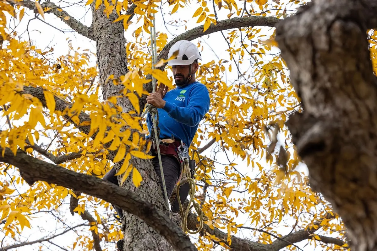 Skilled Tree Transplanting crew working in Lockbourne